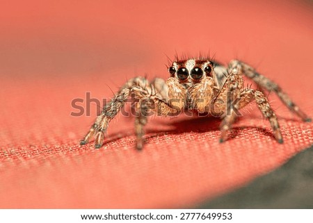A jumping spider, a small and beautiful jumping spider posing on a surface, macro photo, selective focus.