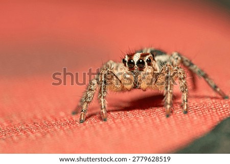 A jumping spider, a small and beautiful jumping spider posing on a surface, macro photo, selective focus.