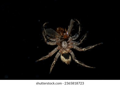 Jumping Spider species with hunted prey insect, ventral view and carapace focus; spider species probably Plexippus petersi. - Shutterstock ID 2365818723