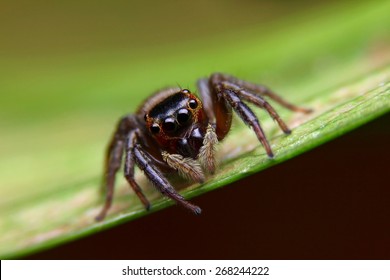 Jumping Spider, Spider in Thailand