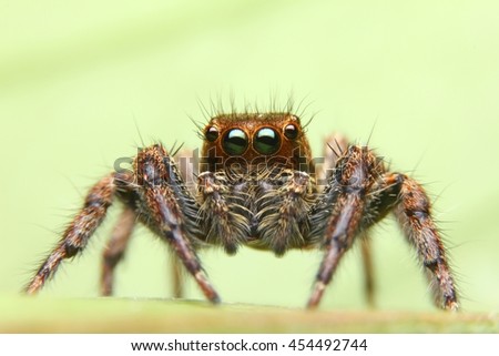 Jumping Spider, Spider in Thailand