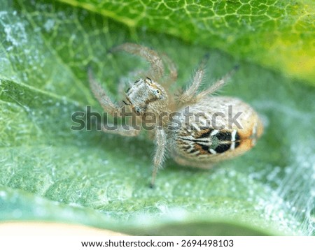 Jumping spider (Thyene imperialis), predatory arachnid species (Araneae: Salticidae) photographed on rocky slope in Mediterranean habitat, Sagunto, Valencia province, Spain.