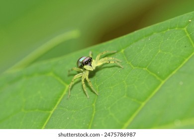 a jumping spider in the wild, macro, photography, insect, close up. - Powered by Shutterstock