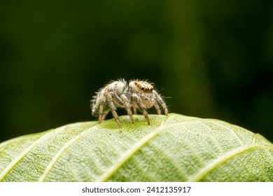 Jumping Spider in the wild state