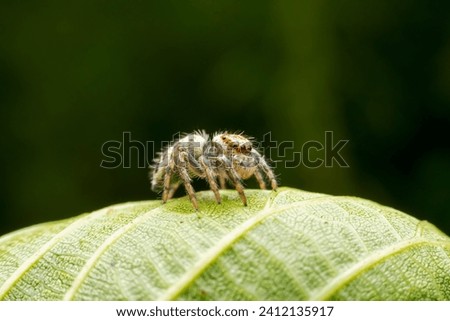 Jumping Spider in the wild state
