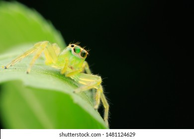 Jumping spider(Arthropoda: Arachnida: Araneae: Salticidae: Epeus alboguttatus).
On leaf.
In Guanxi,Hsinchu,Taiwan.
