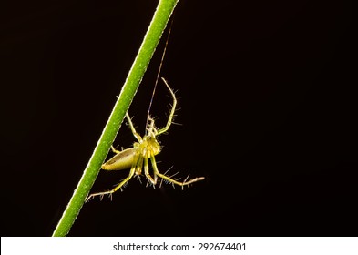 Jumping spider-fiber Spraying