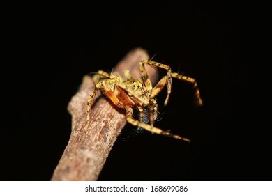 Jumping Spiders Stock Photo 168699086 | Shutterstock