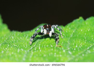 Jumping Spiders Stock Photo 696564796 | Shutterstock