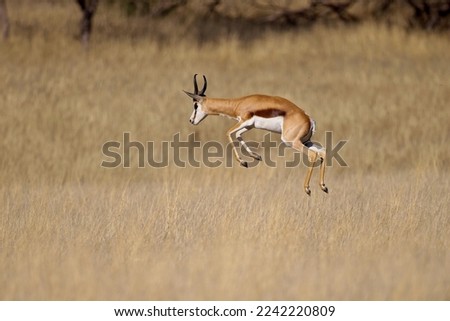 Jumping springbok antelope (Antidorcas marsupialis) taken at sunrise in the Etosha national Park in Namibia