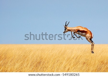 Jumping Springbok in Namibia