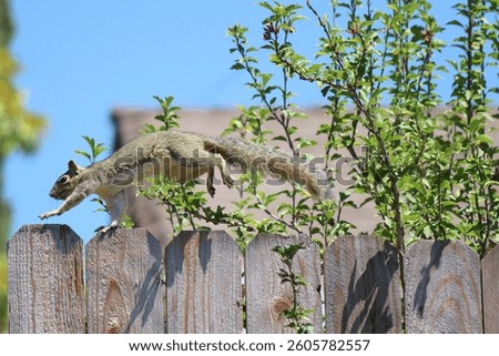 Jumping squirrel running on the backyard fence