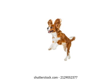Jumping. Studio Shot Of Golden Color Dog, King Charles Spaniel Isolated Over White Studio Background. Concept Of Motion, Beauty, Fashion, Breeds, Pets Love, Animal. Copy Space For Ad