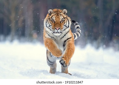 jumping tiger on the snow