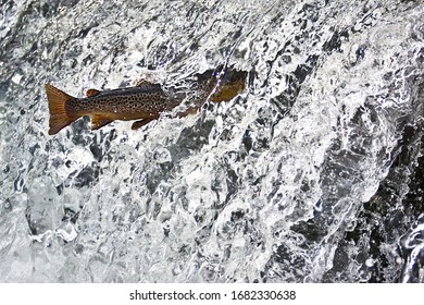 Jumping Trout in a clear waterfall 