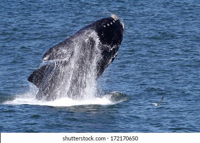 Jumping whale