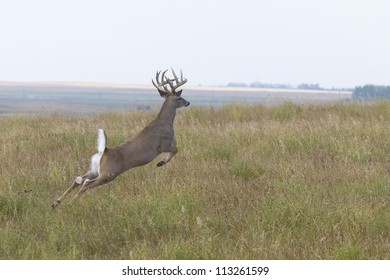 Jumping Whitetail Deer