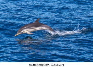 A jumping wild and free striped dolphin, Stenella coeruleoalba, in the coast of Vilanova i la geltru, Garraf, a mediterranean town near Barcelona, Catalonia, Spain - Shutterstock ID 605065871