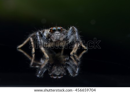 Jumpingspider
