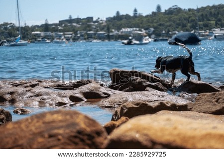 Jumpy dog along the beach