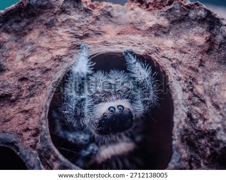 Jumpy jumping spider chilling lotus spider
