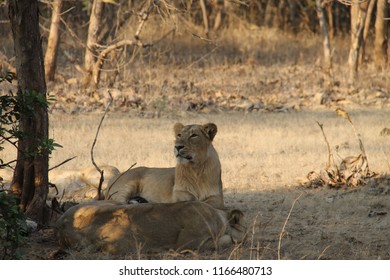 Junahgad,Gujarat India. January 7th 2018. Asiatic Lion In The Jungle.