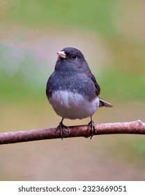 Junco close-up front view perched with a beautiful coloured background in its environment and habitat surrounding, and displaying grey and white colour. Dark-eyed Junco Portrait.