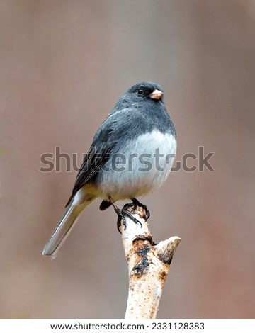 Junco close-up front view perched on a birch twig with a brown soft background in its environment and habitat surrounding. Dark-eyed Junco Picture.