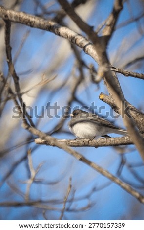 Junco Ardoisé - Dark-Eyed Junco