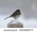 Junco in a snow storm on a post