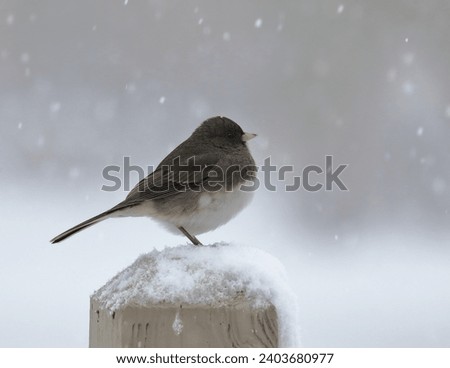 Junco in a snow storm on a post