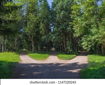 The Junction, Three Forest Roads Converge Into One.