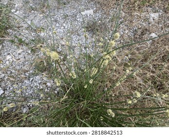 Juncus holoschoenus (Roundhead rush) clumping rush with upright green stems bearing globose clusters of tiny greenish-brown flowers, growing in dry stony soil.