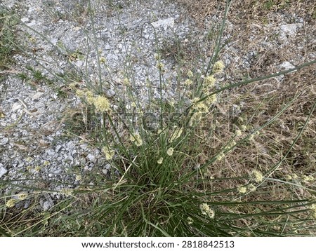 Juncus holoschoenus (Roundhead rush) clumping rush with upright green stems bearing globose clusters of tiny greenish-brown flowers, growing in dry stony soil.