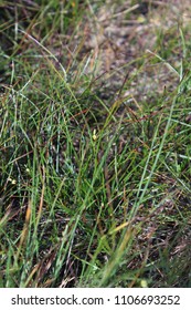 Juncus Trifidus (highland Rush) Wild Plant Species Growing On Ski Slopes On Kopaonik Mt In Serbia