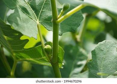 June 20, 2021 - Photo of unripe figs from a Chicago Hardy Fig Tree planted in NJ that is thriving in the Spring Season, and is ready for the Summer Season.  - Shutterstock ID 1994670296