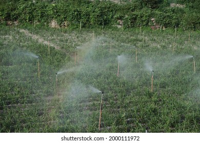 June 2020: The Rainbow from Splashing Water for Irrigation for Gingers (生薑水花一抹彩虹）