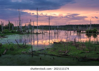 June, 2021. Dawn on the swamp in the Moscow region