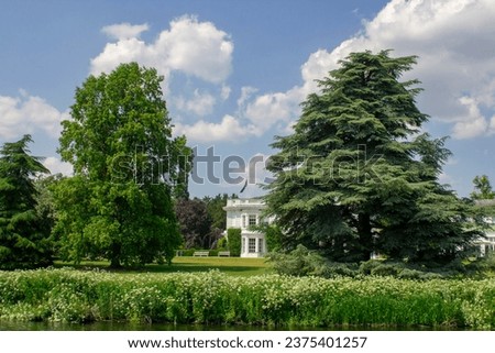 June 23 Beautifully mature tall trees, possibly a Spruce and Larch, on a private lawn on the bank of the River Thames in Henley , Berkshire in England