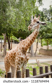 JUNE 9, CHIANG MAI : Happy giraffe spend a day in the zoo on June 9, 2018 in Chiang Mai, Thailand