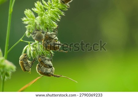 June beetles mating in the spring