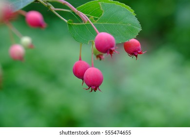 June Berries Images Stock Photos Vectors Shutterstock