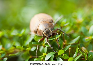 june bug