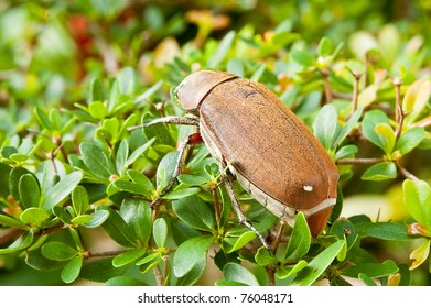 june bug