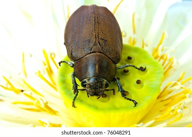 june bug