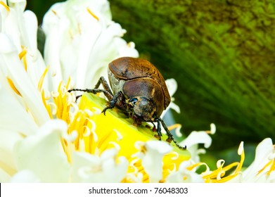 june bug