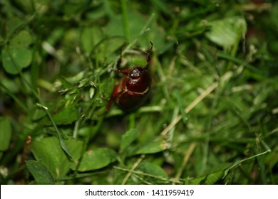 A June Bug Emerging From The Grass