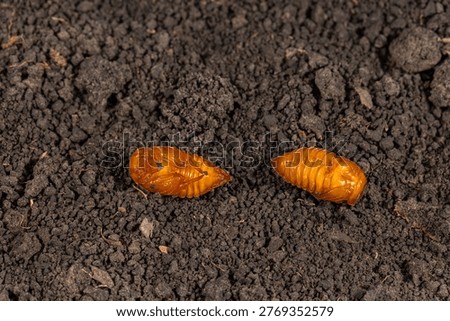 June bug, May beetle, pupa in soil. Insect identification, agriculture and lawn pest control concept.