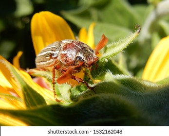 June Bug On A Sunflower