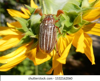 June Bug On A Sunflower